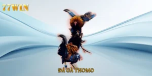 Đá Gà Thomo