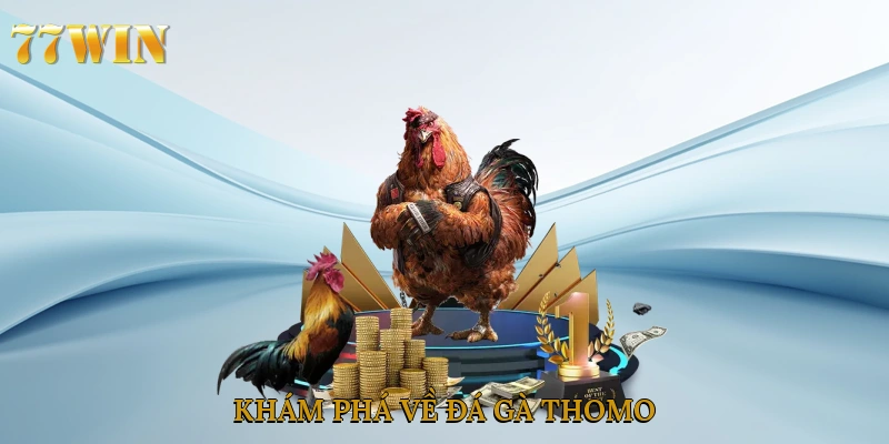 Khám phá về đá gà thomo