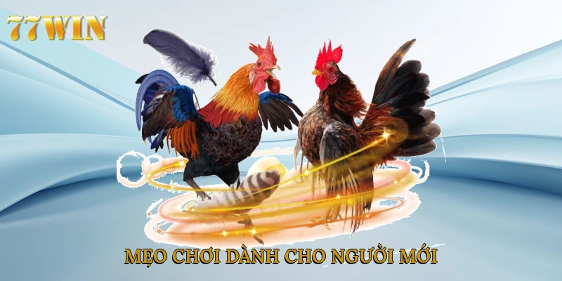 Mẹo chơi dành cho người mới